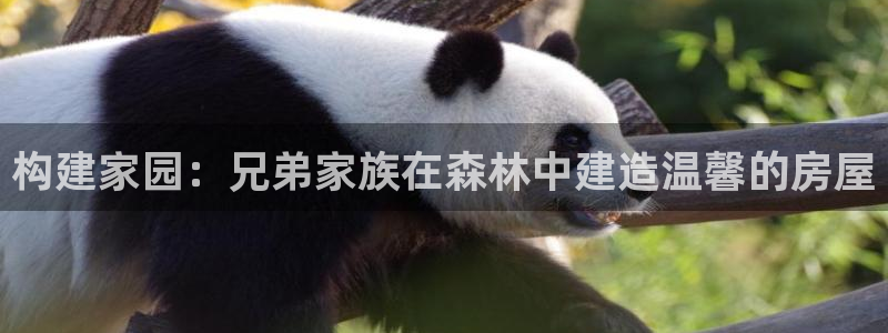 安信12平台下载：构建家园：兄弟家族在森林中建造温馨的房屋