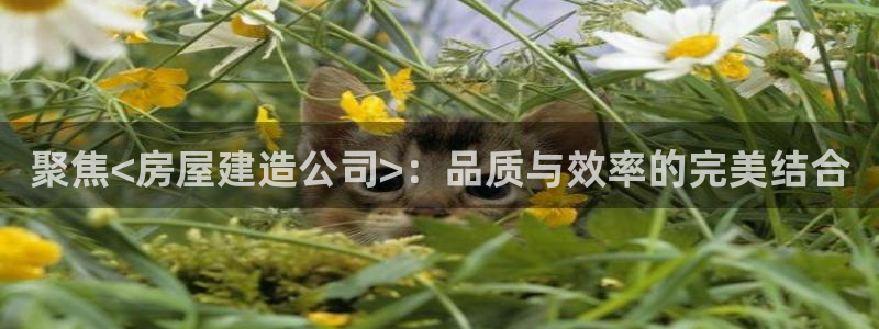 安信cw12系列：聚焦<房屋建造公司>：品质与效率的完美结合